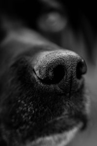 Geruchsdifferenzierung bei Hunden